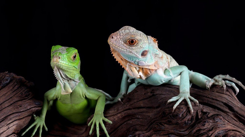 Bearded Dragons