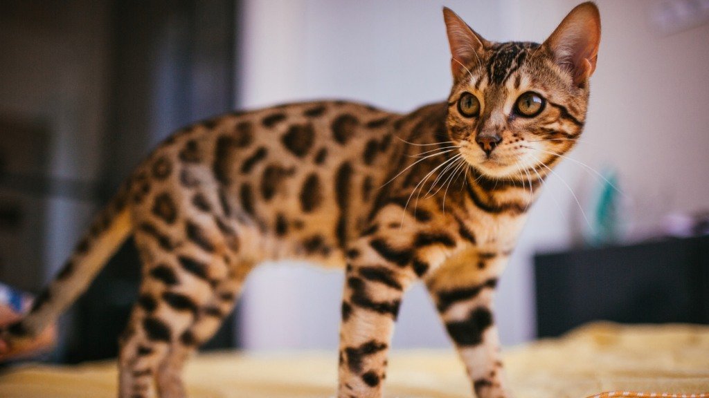 Bengal Cats