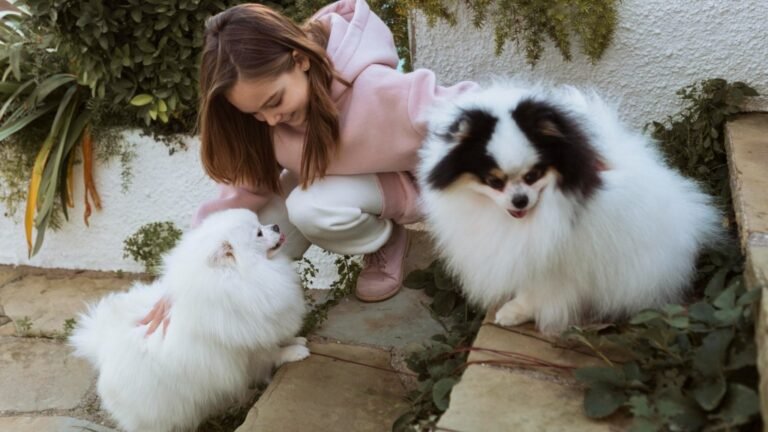7 Softest, Cutest Dog Breeds That Are Basically Living Teddy Bears 1 7 Softest, Cutest Dog Breeds That Are Basically Living Teddy Bears