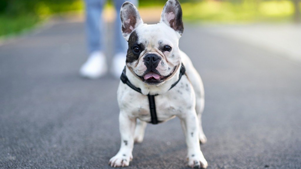 French Bulldogs