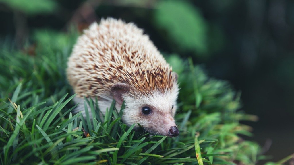Hedgehogs